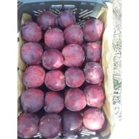 Avrin agro Export & Import logo - Similar company to Parel Import & Export Group