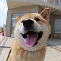 dresslily logo - Similar company to Mertra