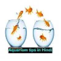 Aquarium tips in Hindi logo - Similar company to Niskai Aquatics Pty Ltd