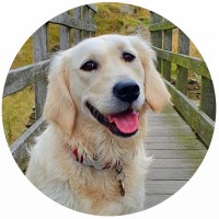 Isla And Friends logo - Similar company to Pink Marmalade Events