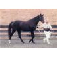 W2 Holsteiners