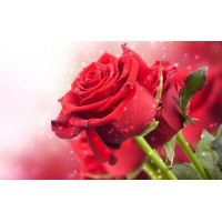 Rozen Scheers logo - Similar company to Blommm