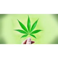 Cannabis Education Association logo - Similar company to Cannabis Education Project