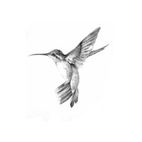 flyingbirdholidays logo - Similar company to Shivaste Process Solutions