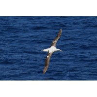 Albain Institute logo - Similar company to Society Of Cq Fellows