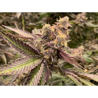OMG Cannabis logo - Similar company to Turning Leaf Shops