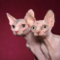 Texas Micro Cattery logo - Similar company to Daryusha Cattery