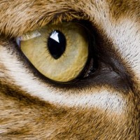 Lynxlex