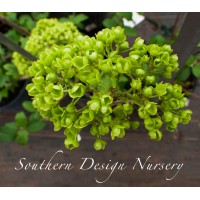 Southern Design Nursery