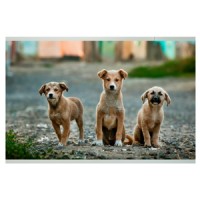 pets4home logo - Similar company to Red Rabbit Pet By Identity