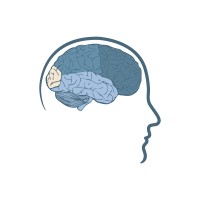 CEREBRUM® - LATAM logo - Similar company to Imce- Instituto Mente, Cerebro & Educación