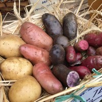 Climate Resilient and Responsible Innovations in Potato (CRRIsP) logo - Similar company to Climate Planet