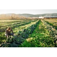 Organic Farming Alliance logo - Similar company to Vika