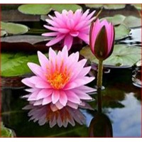 SURYA -Aquarium, Pond & Terrarium Plant Nursery & Exporter in Sri Lanka logo - Similar company to Stuart M Grant Limited