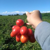 XINJIANG TOMATO PRODUCTION logo - Similar company to Risingsun Co.,Ltd.