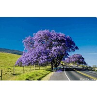 Maui Homes Guide - Anthony Freda logo - Similar company to Bb&T Scott & Stringfellow