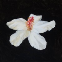 BEYA logo - Similar company to Jaunt