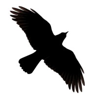 Raven Real Estate Acquisitions logo - Similar company to Traverse Capital