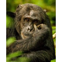 Gorilla Cousins Rwanda logo - Similar company to Trueafrica - The Safari Company