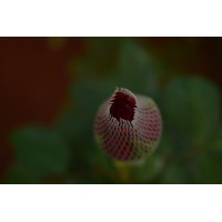 Urban Harvest India
