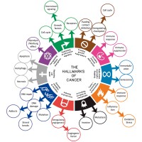 Cancer Hallmark Analytics and Immunocentrics logo - Similar company to Neo7Bioscience, Inc.