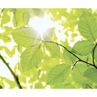 Evergreen Business Coaching