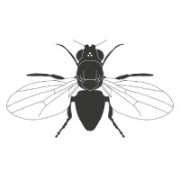 Fruitfly.Nl