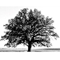 The Innerarity Island Foundation