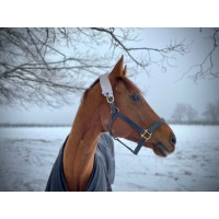 LongRun Thoroughbred Retirement Society logo - Similar company to Graheight Group