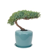 Bonsai Urn logo - Similar company to Urn & Design