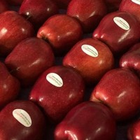 İntaş Agro logo - Similar company to Lis Bilişim | Sağlık Ve Bilişim Teknolojileri