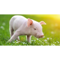 Quanmu-Pig Farming Equipment Manufacturer logo - Similar company to Western Ag Systems Ltd.