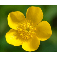 Paphos Life logo - Similar company to Giglinked