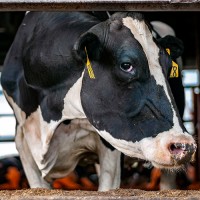 Silverstreak Dairies, LLP logo - Similar company to Champlain Valley Hops