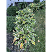 Loop logo - Similar company to Direct Diabetes Supply