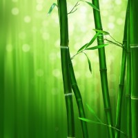 Bamboo IT Services logo - Similar company to Bamboo-It