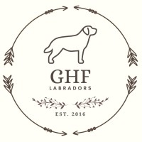 GHF Labradors logo - Similar company to Adjutant General'S Corps Regimental Association (Agcra)