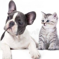 PET SHOP 246 logo - Similar company to Muwa