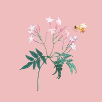 Bē Botanics logo - Similar company to Kiin Creators
