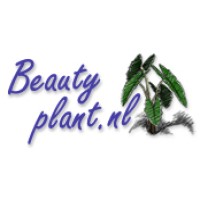BeautyPlant