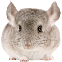 Chinchilla Lit