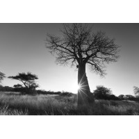Baobab Growth. Business Strategy | Executive Retreats | Netwalking | Business Coaching