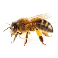 La Maison des Abeilles Heureuses logo - Similar company to Mj Expertise