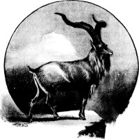 Markhor Times logo - Similar company to Sharpimagetv