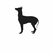 Black Xolo Films