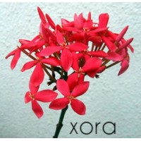 Ixora Tech Consulting Services Private Limited logo - Similar company to Ixora Global