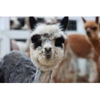 Roaring Acres Alpacas