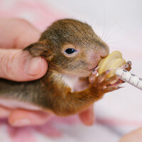 Záchranná stanice hl. m. Prahy pro volně žijící živočichy logo - Similar company to Refugium.Eu