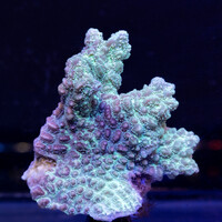 Forever Reef Project logo - Similar company to Valorium Advisors