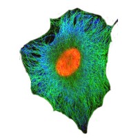 Single Cell Productions